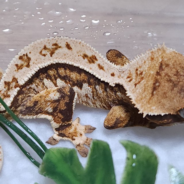 노멀 트라이 쿼드 텐저린