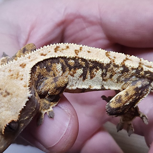 노멀 트라이 쿼드 핀스트라이프 텐저린 나비스