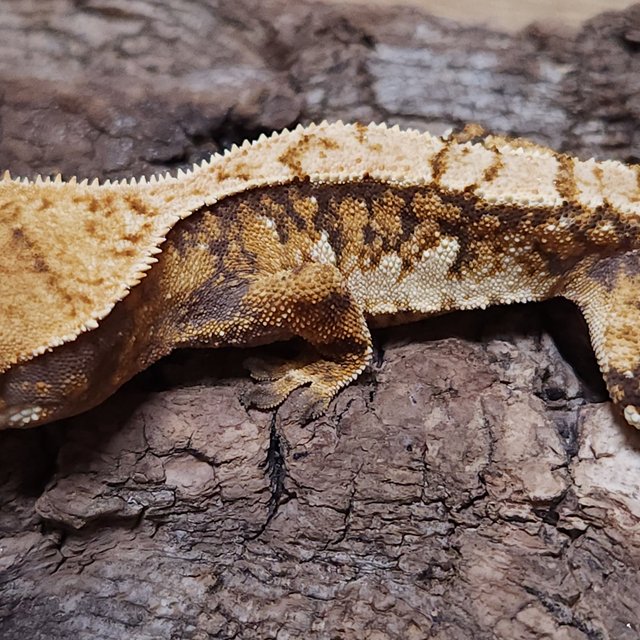 노멀 트라이 쿼드 텐저린