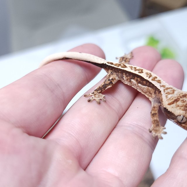 노멀 트라이 핀스트라이프 텐저린