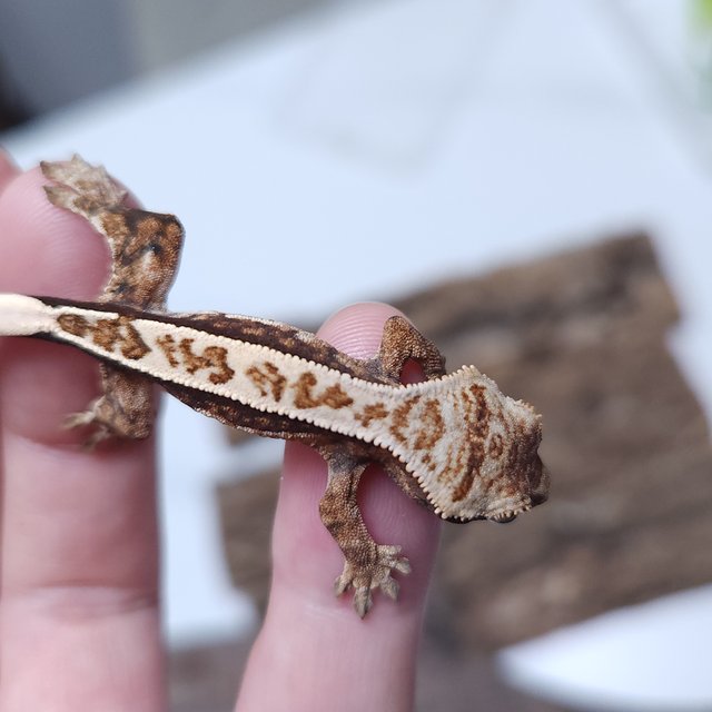 노멀 트라이 쿼드 핀스트라이프 텐저린 나비스