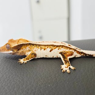 노멀 트라이 드리피 쿼드 화이트 화이트핀