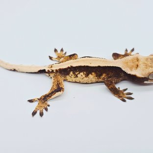 노멀 솔리드백 트라이