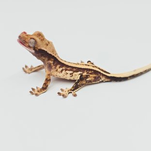 노멀 트라이 풀핀 드리피