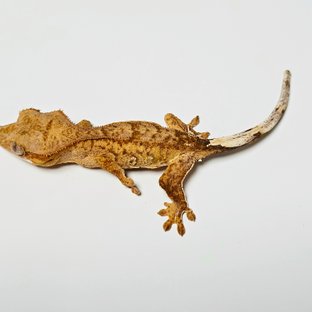 100%헷아잔틱 팬텀 크림