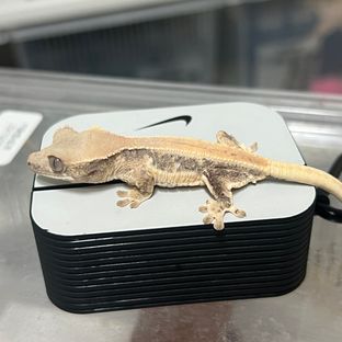 동배