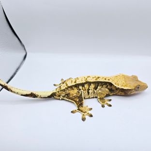 트라이 텐저린 화이트