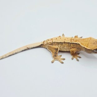 노멀 트라이 드리피 화이트 텐저린