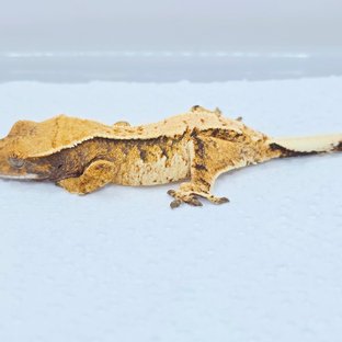 노멀 트라이 드리피 화이트 텐저린