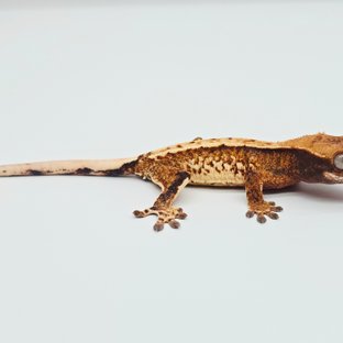 노멀 트라이 텐저린 화이트