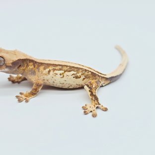 노멀 트라이 풀핀 드리피 쿼드 화이트