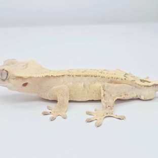 크림 화이트 드리피