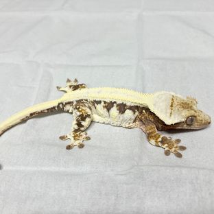 밍키