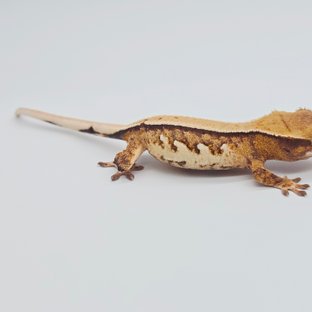 Normal Tri Solid Back Drippy White Spot White