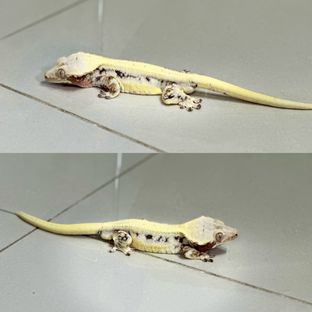 덤벨