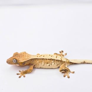 붉