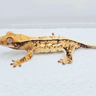 노멀 트라이 쿼드 화이트 화이트스팟 드리피