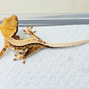 노멀 트라이 솔리드백 드리피 화이트스팟 화이트