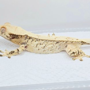 노멀 드리피 풀핀 쿼드 화이트