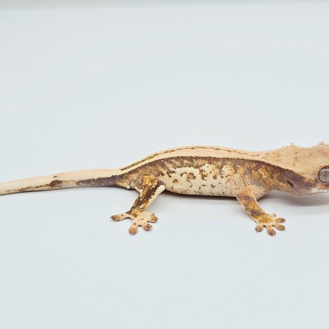 노멀 트라이 풀핀 드리피 쿼드 화이트