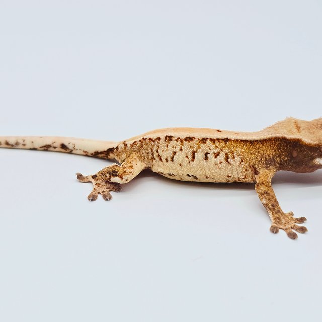 노멀 드리피 트라이 화이트