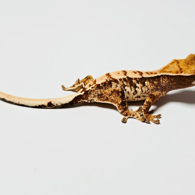 트라이 익스트림할리퀸 화이트 노멀