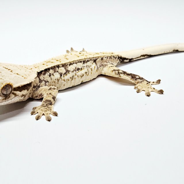 노멀 트라이 드리피 쿼드 화이트