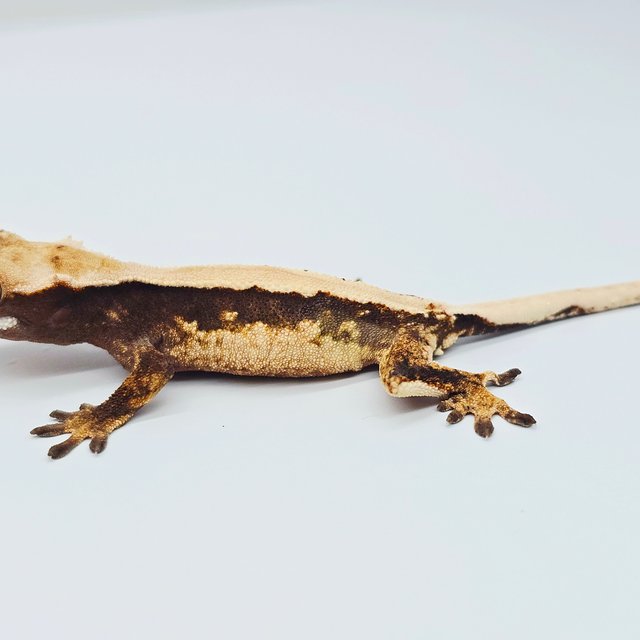 노멀 솔리드백 트라이