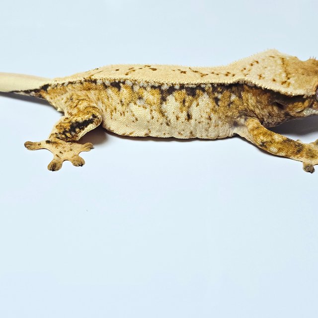 트라이 드리피 텐저린 화이트