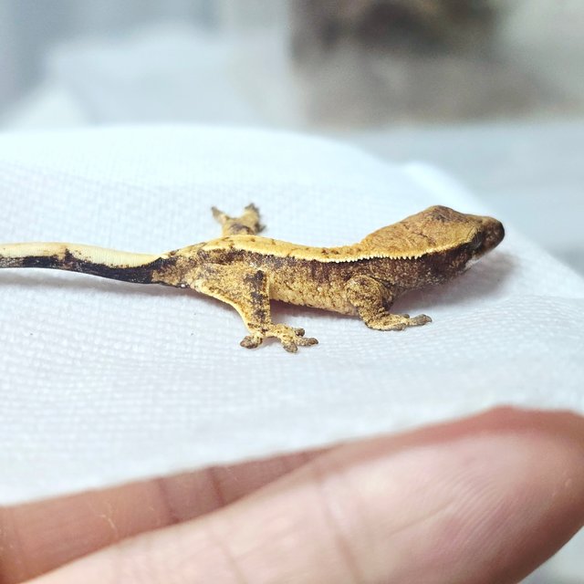 노멀 트라이 나비스 화이트