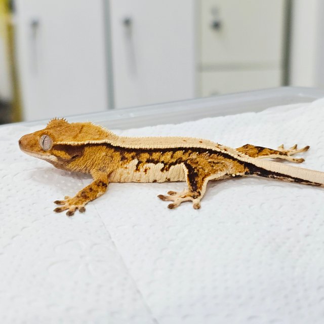 노멀 트라이 솔리드백 드리피 화이트스팟 화이트