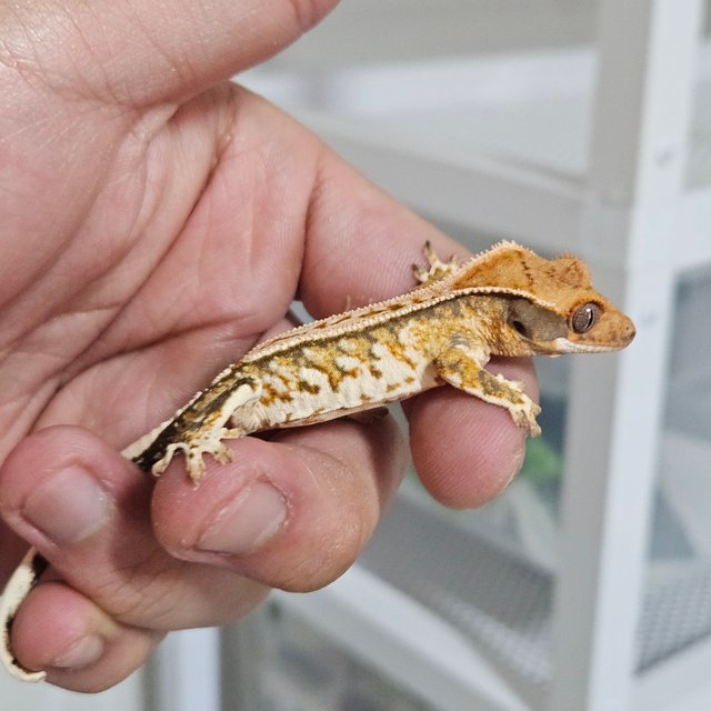 노멀 트라이 드리피 화이트크라운 화이트 텐저린