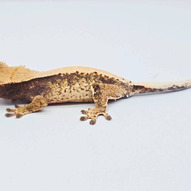 노멀 솔리드백 트라이