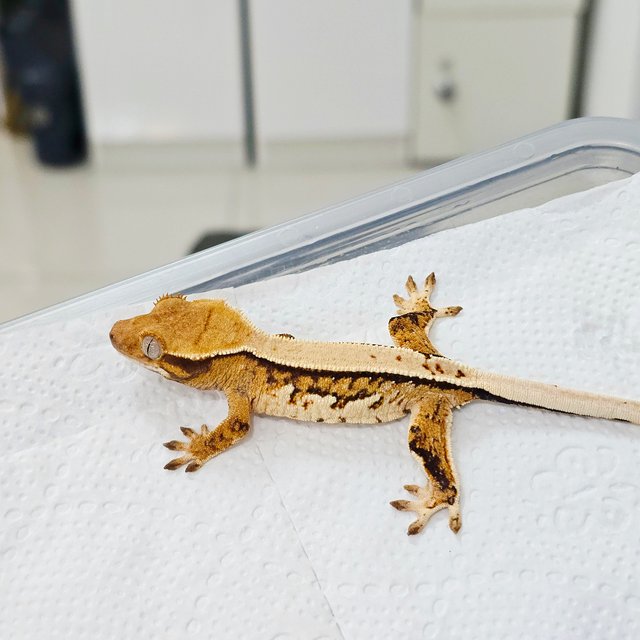 노멀 트라이 솔리드백 드리피 화이트스팟 화이트