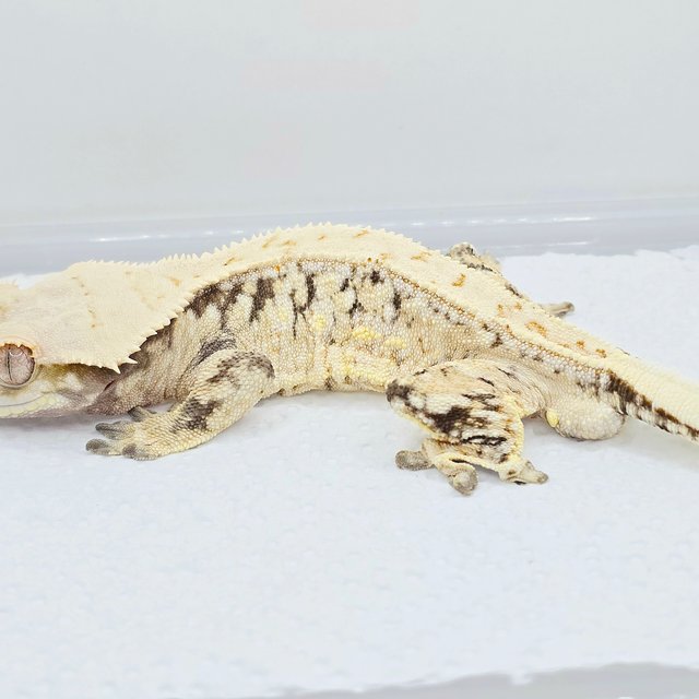 노멀 트라이 드리피 화이트 화이트스팟 화이트포트홀