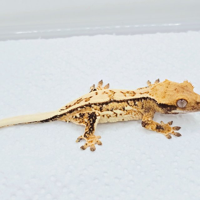 노멀 트라이 쿼드 화이트 화이트스팟 드리피