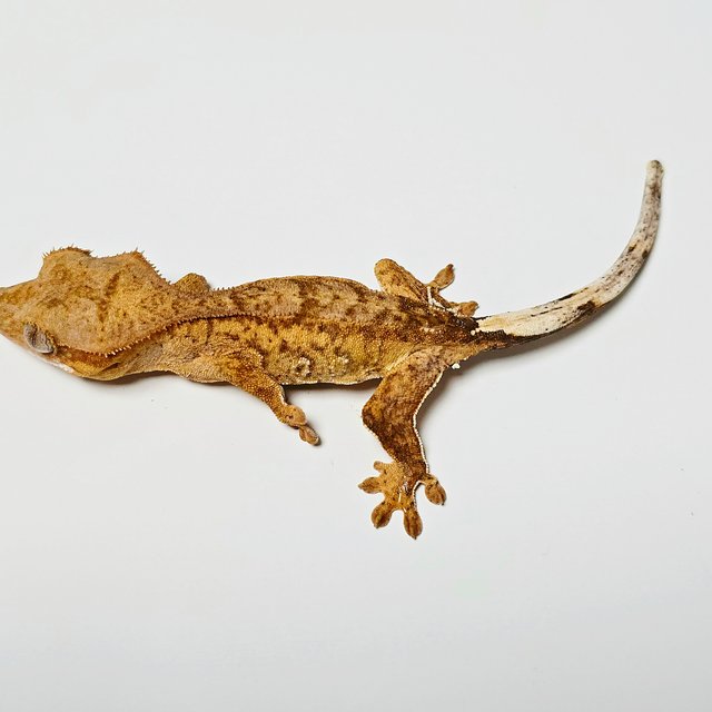 100%헷아잔틱 팬텀 크림