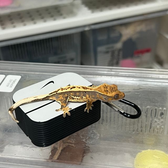 노멀