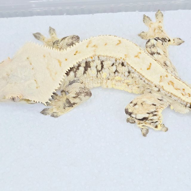 노멀 트라이 드리피 화이트 화이트스팟 화이트포트홀