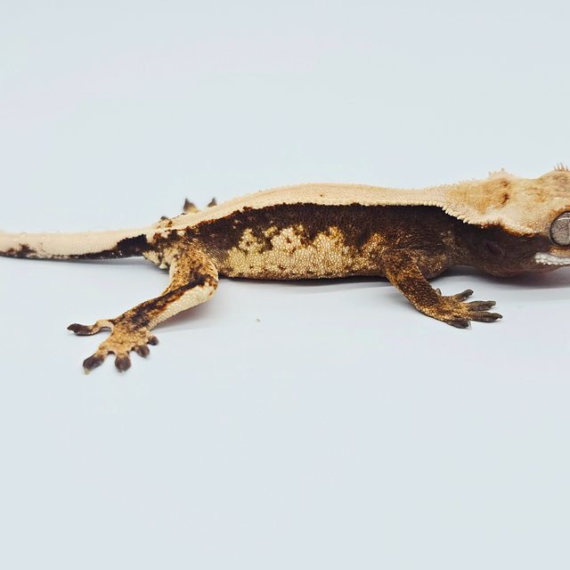 노멀 솔리드백 트라이