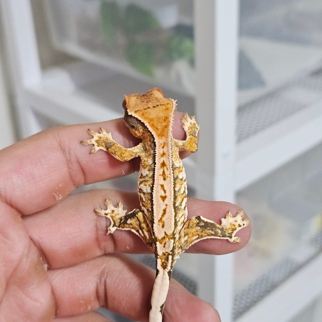 노멀 트라이 드리피 화이트크라운 화이트 텐저린