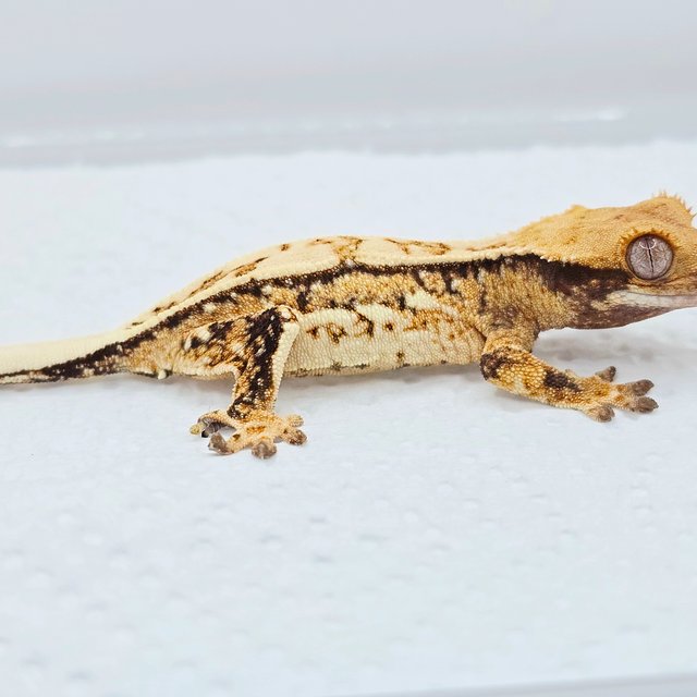 노멀 트라이 쿼드 화이트 화이트스팟 드리피