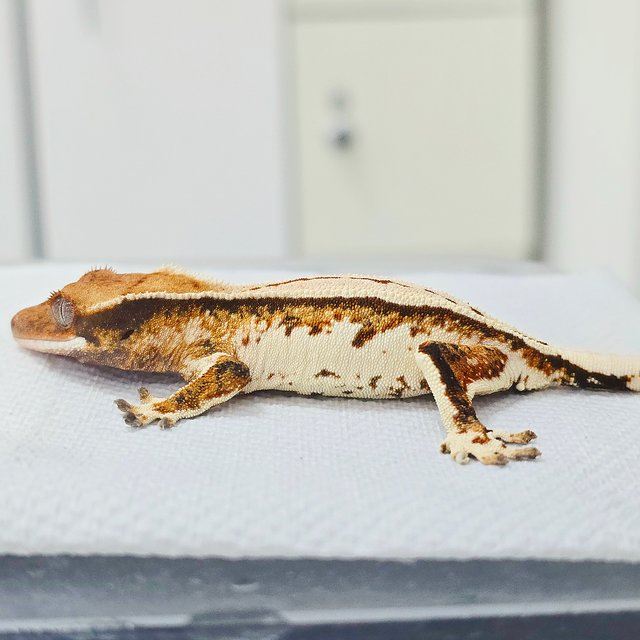 노멀 트라이 드리피 쿼드 화이트 화이트핀