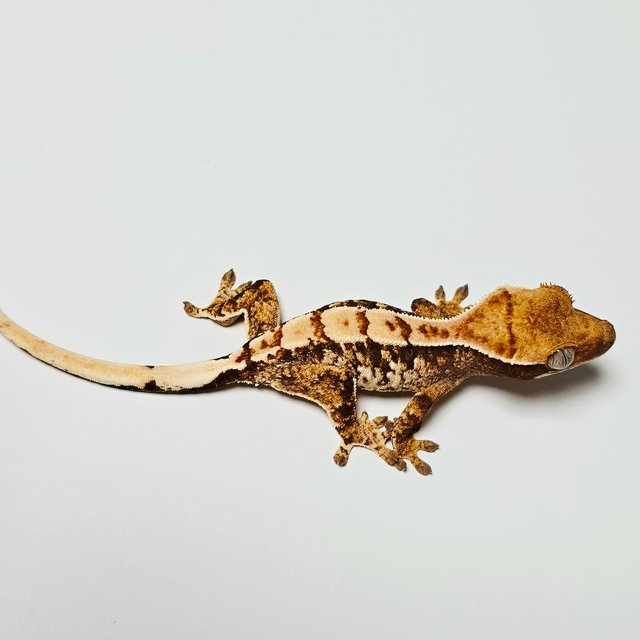 트라이 익스트림할리퀸 화이트 노멀