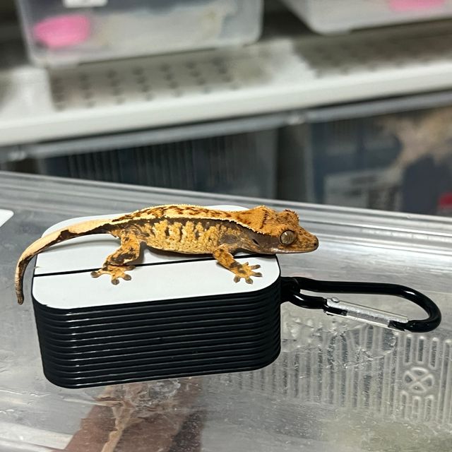 노멀