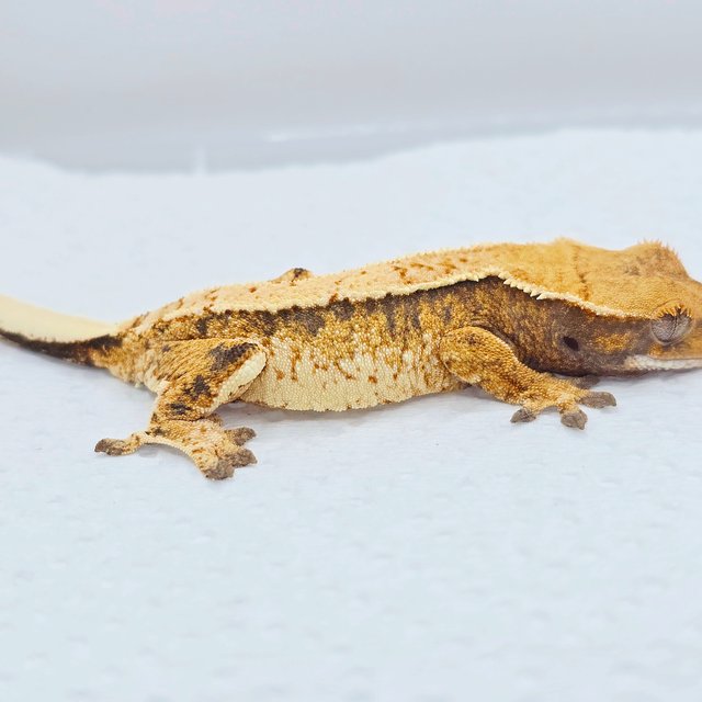 노멀 트라이 드리피 화이트 텐저린