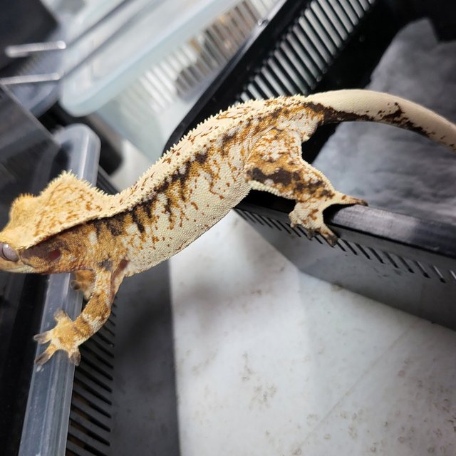 노멀 트라이 드리피 텐저린 화이트