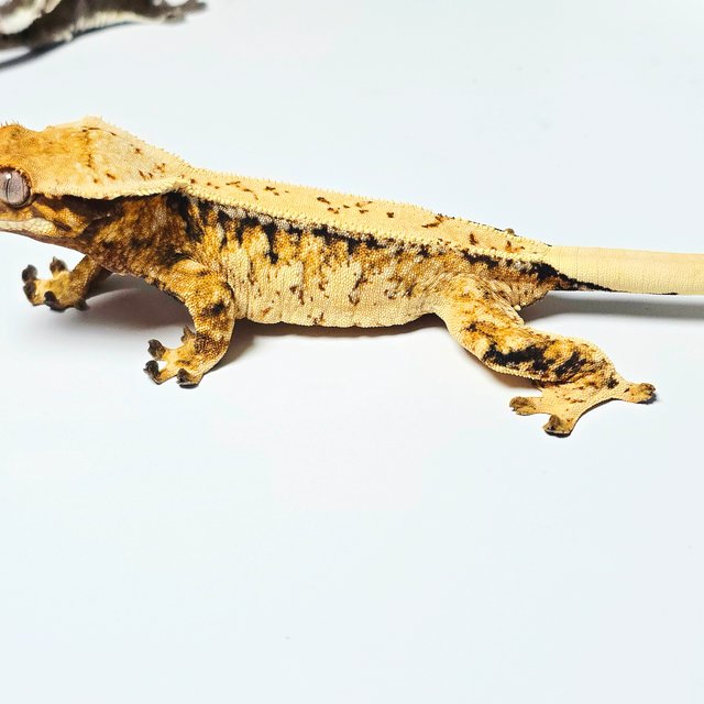 트라이 드리피 텐저린 화이트