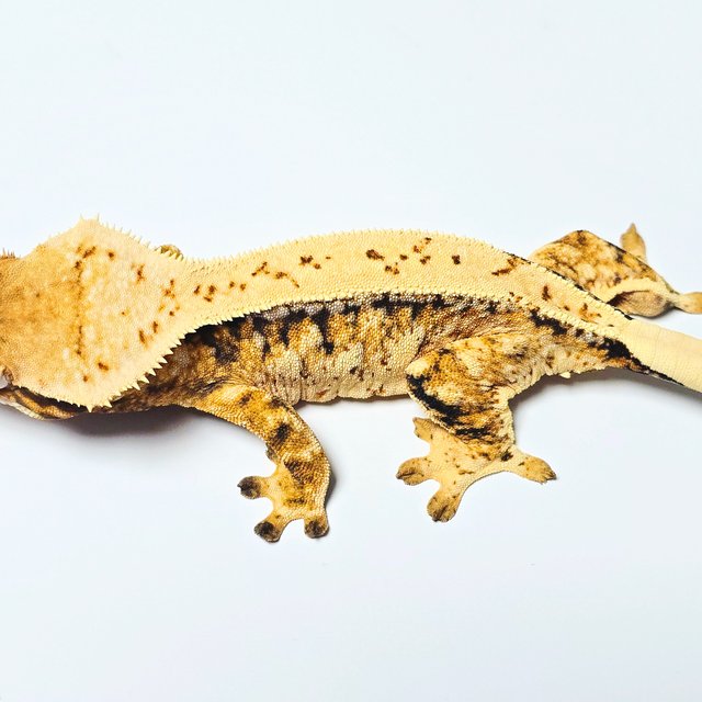 트라이 드리피 텐저린 화이트