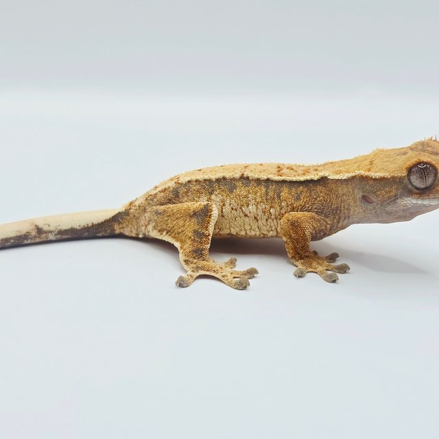 노멀 트라이 드리피 화이트 텐저린